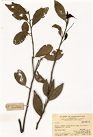 藏品(柑橘屬)的圖片